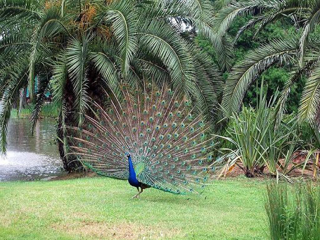 183 D35 PARC OLBIUS RIQUIER A HYERES_000013.jpg